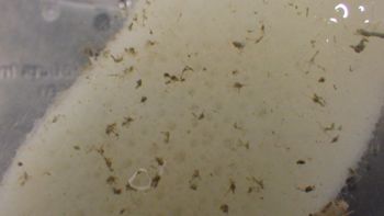 Media type: image;   Invertebrate Zoology 153115 Description: live specimen;